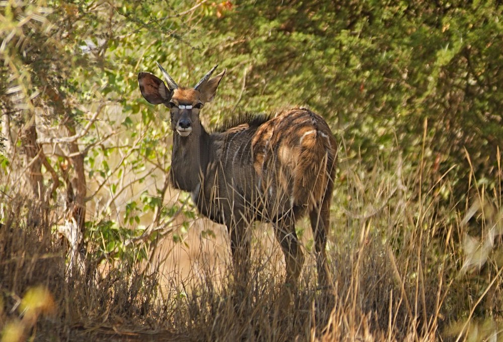 Fahrt von Mbabane ins Msinene Naturreservat